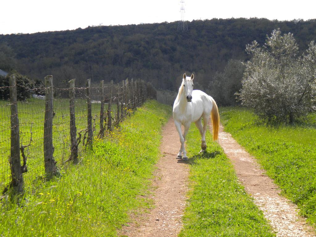 Agriturismo Podere Borgognano マッサ・マリッティマ エクステリア 写真